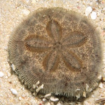 Clypeaster australasiae – Sand Dollar - Ασπόνδυλα Θαλασσινού
