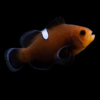 Amphiprion ocellaris - Domino Clownfish