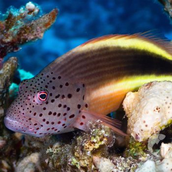 Paracirrhites fosteri -  Freckled Hawkfish