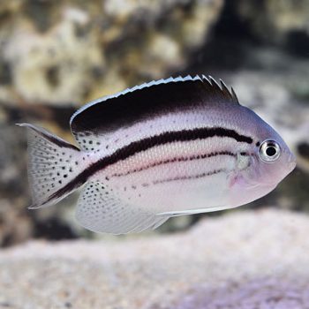 Genicanthus lamark - Blackstriped Angelfish Female