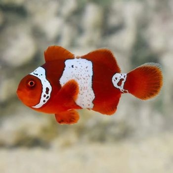 Premnas biculeatus - Maroon Clownfish S