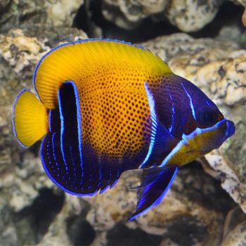 Pomacanthus navarchus (Semi-adult) S - Majestic Angelfish