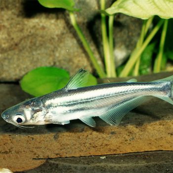 Pangasius sutchi – Silver Shark Catfish 4 cm - Ψάρια Γλυκού
