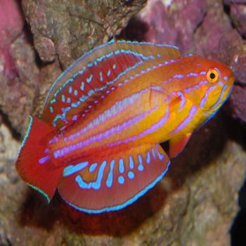 Paracheilinus Attenuatus – Diamond Tail Flasher Wrasse - Ψάρια Θαλασσινού