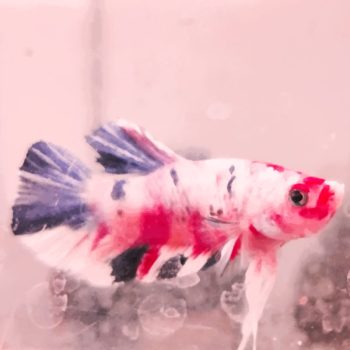 Betta splendens - Siamese Fighting Fish Pink Valentine Male 4-5cm