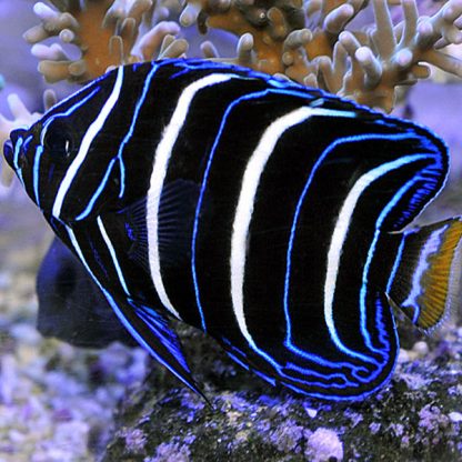 Pomacanthus chrysurus- Gold tail Angelfish JUV S