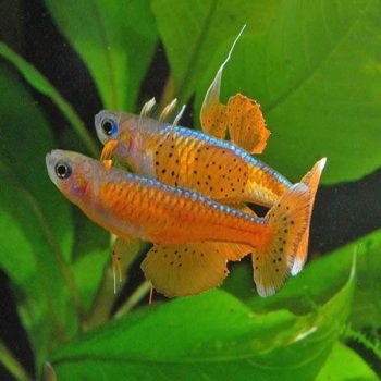Pseudomugil cf.paskai – Red Neon Paskai Rainbowfish SM - Ψάρια Γλυκού