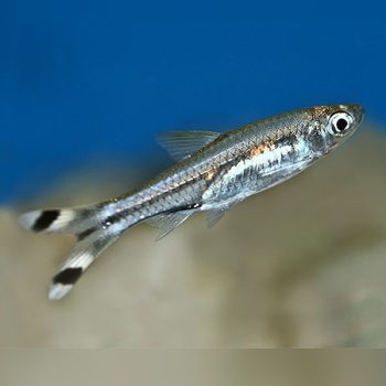 Rasbora trilineata – Scissortail Rasbora 2.5-3 cm - Ψάρια Γλυκού