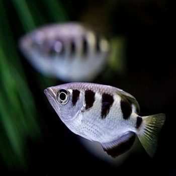 Toxotes jaculatrix - Archer Fish 5 cm