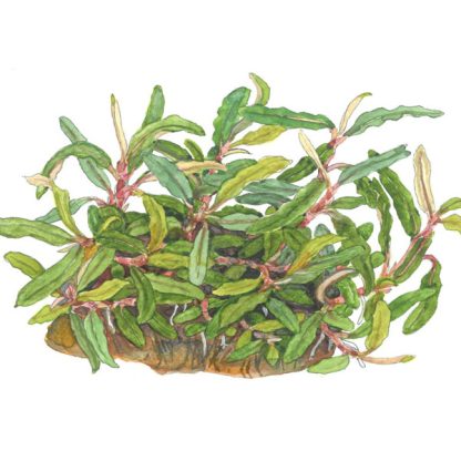 Tropica Bucephalandra sp. ’Needle Leaf’ 1-2-Grow! limited - Φυτά για Ενυδρεία