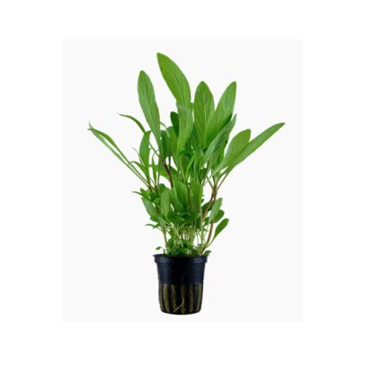 Tropica Hygrophila costata Potted - Φυτά για Ενυδρεία