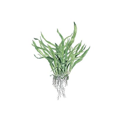 Tropica Microsorum pteropus ‘Narrow’ pot in signle package - Φυτά για Ενυδρεία