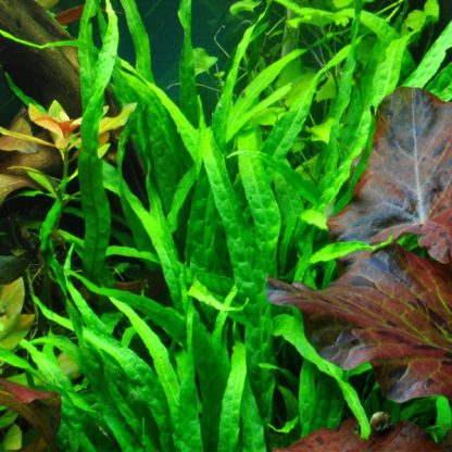 Tropica Microsorum pteropus ‘Narrow’ pot in signle package - Φυτά για Ενυδρεία