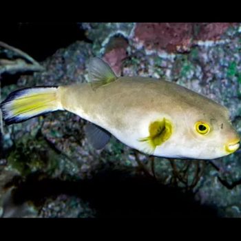 Bodianus bimaculatus-Yellow Candy hogfish - Ψάρια Θαλασσινού