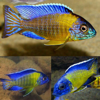 Aulonocara stuartgranti – Blue Neon 12cm - Ψάρια Γλυκού