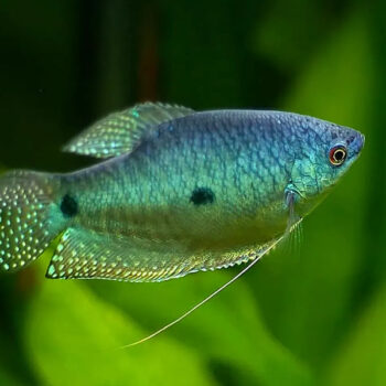 Trichopodus trichopterus-Blue Strain Gourami 8-9cm
