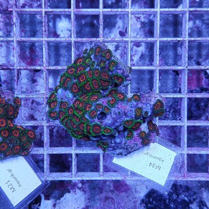 Zoanthus M34 (41293)