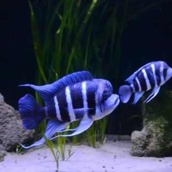 Poecilia sphenops – Black Molly - Ψάρια Γλυκού