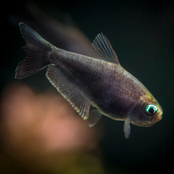 Nematobrycon palmeri Var. - Black Emperor Tetra