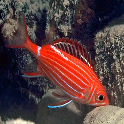Sargocentron diadema - Crown squirrelfish