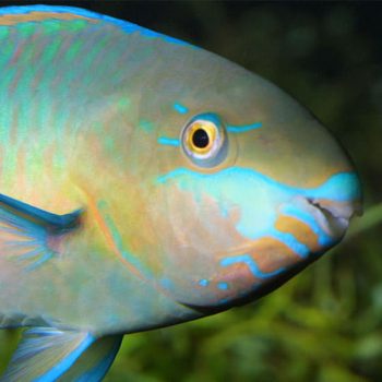 Scarus quoyi -Green Blotched Parrotfish M