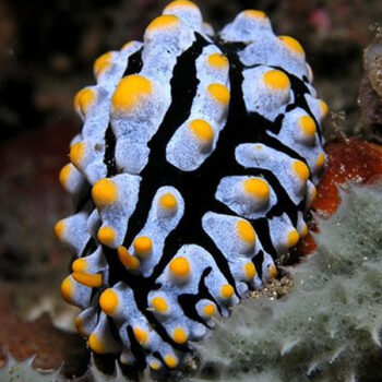 Phyllidiela pustulosa – Vesicular Sea Slug - Ασπόνδυλα Θαλασσινού