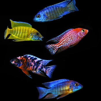 Aulonocara jacobfreibergi – Assorted  Peacock  10cm - Ψάρια Γλυκού