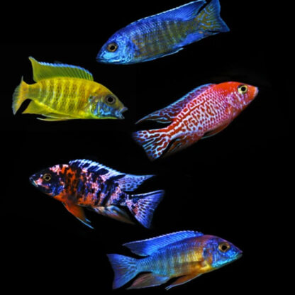 Aulonocara jacobfreibergi – Assorted  Peacock  10cm - Ψάρια Γλυκού