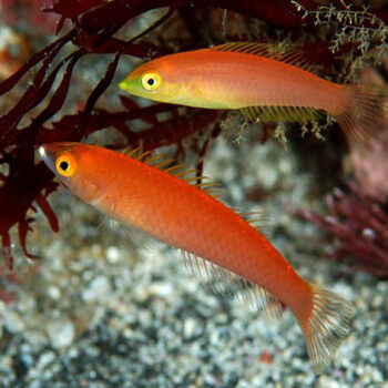 Pseudojuloides cerasinus – Candy Wrasse Female - Ψάρια Θαλασσινού