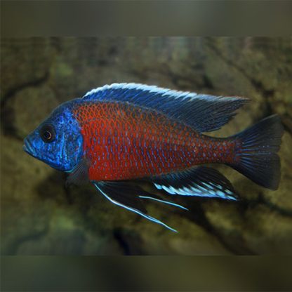 Copadichromis borleyi - Kadango Red Cichlid 10cm
