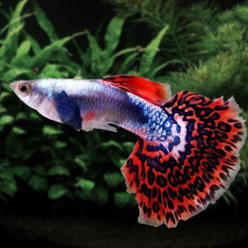 Poecilia reticulata -  Guppy Red Mosaic 3-3.5 cm