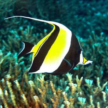 Zanclus cornutus L- Moorish Idol