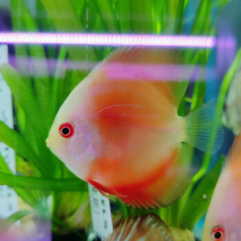 Symphysodon discus  – Red Discus 5cm - Ψάρια Γλυκού