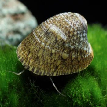 Septaria porcellana – Bourbon Nerite Snail 2.5-3 cm - Ασπόνδυλα Γλυκού