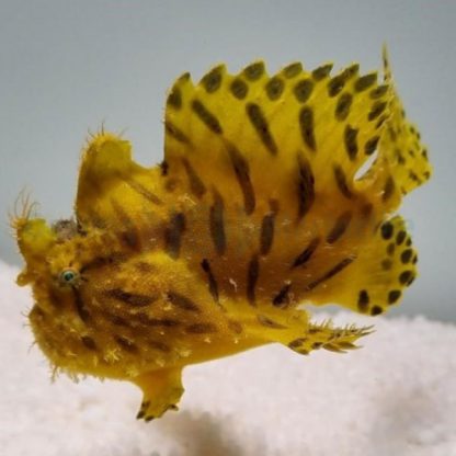 Antennarius striatus -Hairy frogfish - Ψάρια Θαλασσινού