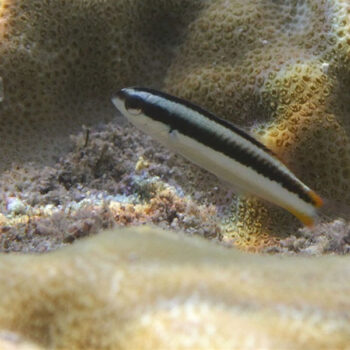 Valenciennea strigata -Yellowheaded sleeper goby-M - Ψάρια Θαλασσινού