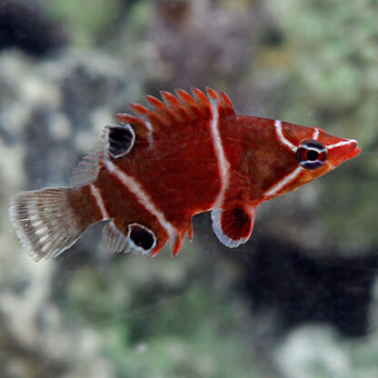 Wetmorella albofasciata – Sharpnose Wrasse - Ψάρια Θαλασσινού