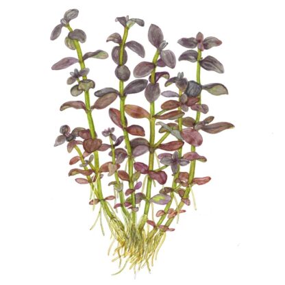 Tropica Bacopa salzmannii ‘Purple’ - Φυτά για Ενυδρεία