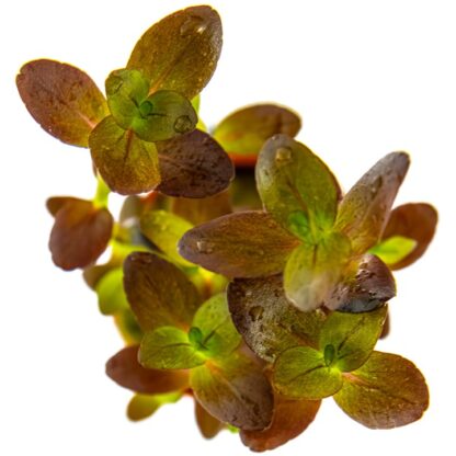 Tropica Bacopa salzmannii ‘Purple’ - Φυτά για Ενυδρεία