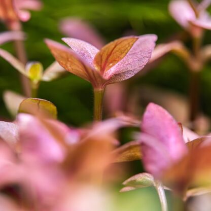 Tropica Bacopa salzmannii ‘Purple’ - Φυτά για Ενυδρεία