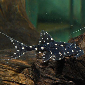 Acanthicus adonis L155 – Polkadot Lyretail Pleco 3cm - Ψάρια Γλυκού