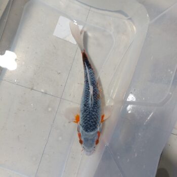 Cyprinus carpio - Koi Asagi 25-28cm WYSIWYG