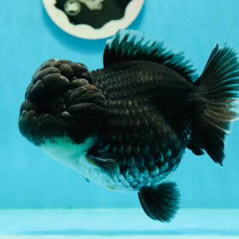 Carassius auratus-Big Head Oranda Kirin 13-16 cm - Ψάρια Γλυκού