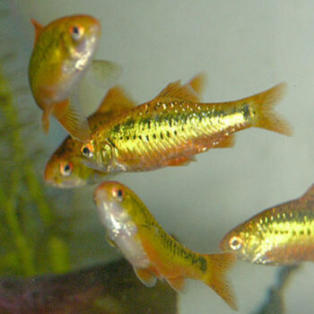 Barbodes semifasciolatus - Schuberti Barb 2.5 cm
