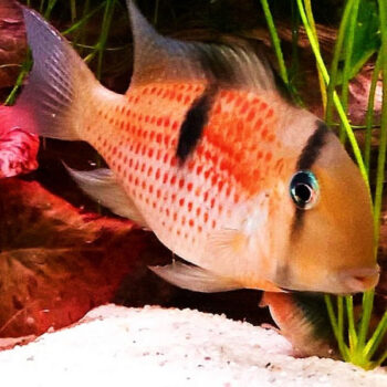 Guianacara sphenozona – Red Spot Cichlid 3-3.5cm - Ψάρια Γλυκού
