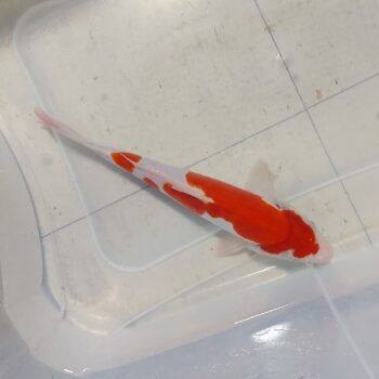 Cyprinus carpio - Koi Kohaku 22-25cm WYSIWYG