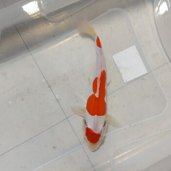 Cyprinus carpio - Koi Kohaku 22-25cm WYSIWYG