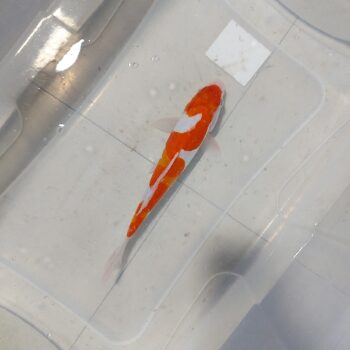 Cyprinus carpio- Koi Kohaku 22-25cm WYSIWYG