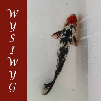 Cyprinus carpio –  Koi Tancho Sanke Doitsu 28-30 cm - Ψάρια Γλυκού