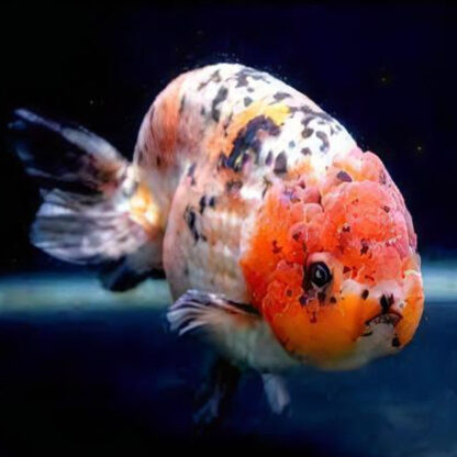 Carassius auratus-Ranchu Calico Lionhead 9-11 cm - Ψάρια Γλυκού